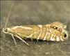 0397 (19.002) Glyphipterix thrasonella